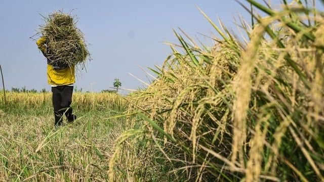 BPS Perkirakan Produksi Beras Meningkat 25,99 Persen, Eliza CORE: Faktor Cuaca dan Varietas Padi Baru Mendukung