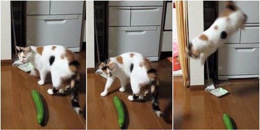 Mengapa Kucing Takut Mentimun? Ini Penjelasan Dokter Hewan dan Ahli Perilaku Hewan