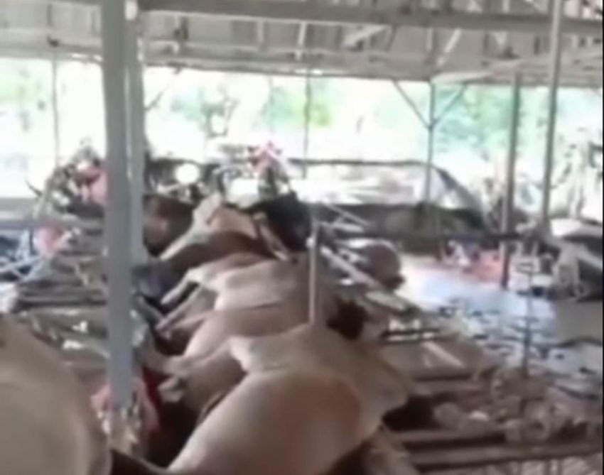 Banjir Hantam Peternakan, 55 Sapi Mati dan Kerugian Ditaksir Rp 1,5 Miliar