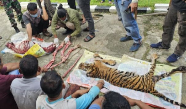Keji! Harimau Sumatera Dikuliti Setelah Terjerat Jerat Babi, 6 Pembunuh Harimau Ditangkap