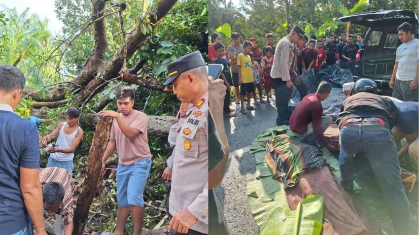 Dua Korban Jiwa Akibat Pohon Tumbang di Labura, Polisi Imbau Waspada Cuaca Ekstrem