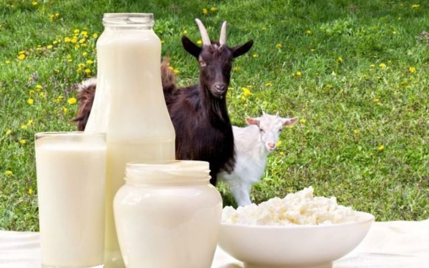 Manfaat Susu Kambing untuk Kesehatan Kulit dan Stamina Selama Ramadan