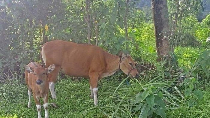 Lima Ekor Sapi Terbawa Arus Kali Ciliwung di Lenteng Agung, Dua Ditemukan Tewas