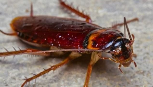 Otak Kecoa Diklaim Dapat Menjadi Solusi untuk Melawan Infeksi Super pada Manusia?