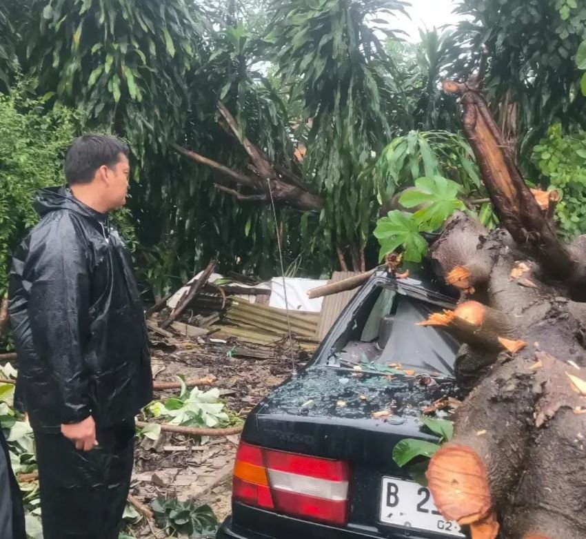 Pohon Tumbang Timpa Dua Mobil Volvo di Depok, Kerusakan Cukup Parah