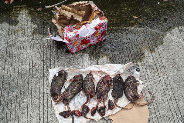 Teror Terhadap Tempo Berlanjut, Kiriman Bangkai Tikus Ditemukan di Kantor Redaksi