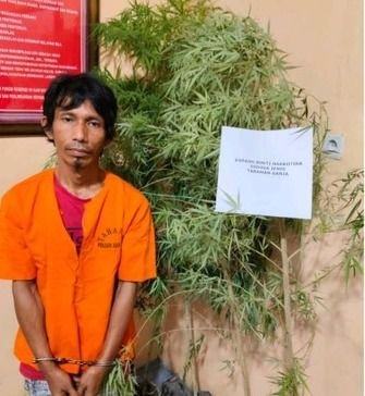 Polisi Tangkap Pria Asal Riau yang Tanam Ganja untuk Konsumsi Harian di Belakang Rumah