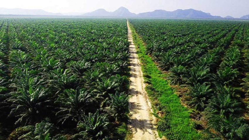 LKLH Desak LS Control Union Cabut Sertifikat RSPO PT GAP Pasca Penyitaan oleh Satgas Garuda