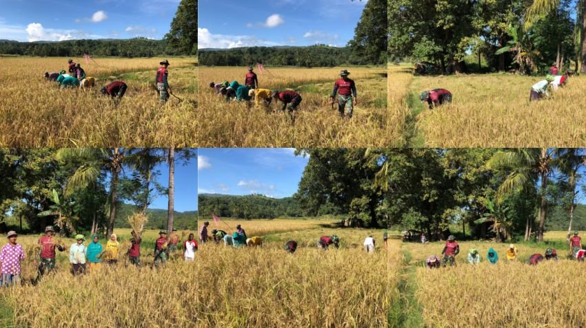 Satgas Yonif 741/GN Pos Maubusa Bantu Petani Panen Padi di Perbatasan NTT