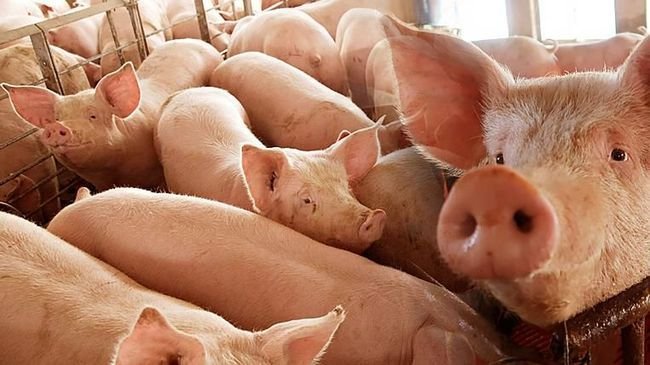 Menguak Porcine: Unsur Babi yang Terselip di Balik Label Halal