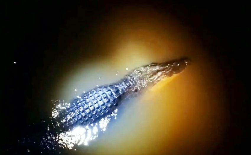 Buaya Sepanjang 4 Meter Hebohkan Warga di Lampung Timur, Berhasil Ditangkap di Sungai Way Jepara