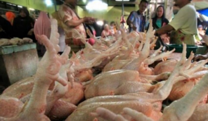 Harga Daging Ayam Broiler di Sumut Turun Drastis, Terendah Sepanjang April 2025