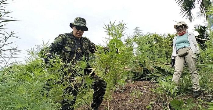BNN Musnahkan 3 Hektare Ladang Ganja di Aceh Besar, Gubuk dan 24.500 Batang Tanaman Dibakar