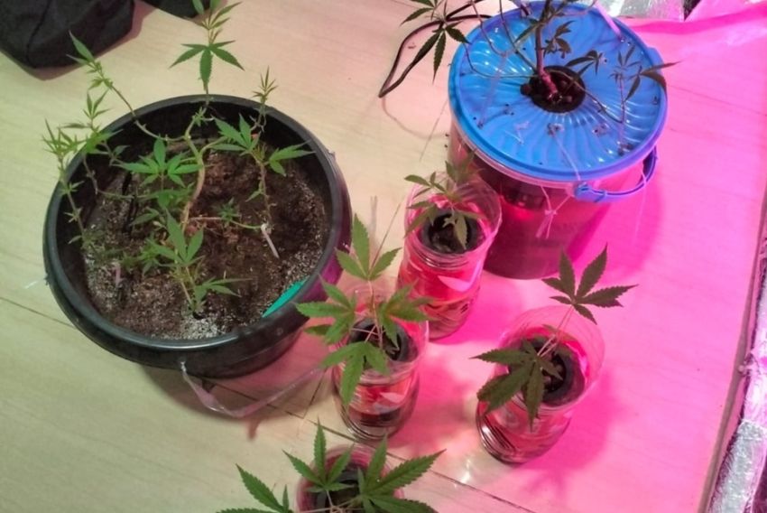 Mahasiswa di Bekasi Tanam Ganja dalam Kamar, Polisi Sita Delapan Pot Tanaman