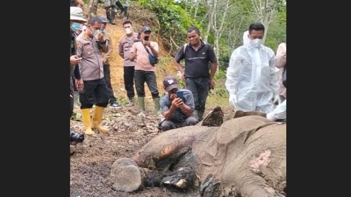Bangkai Gajah Sumatera Ditemukan di Perkebunan Langkat, Penyebab Kematian Masih Ditunggu