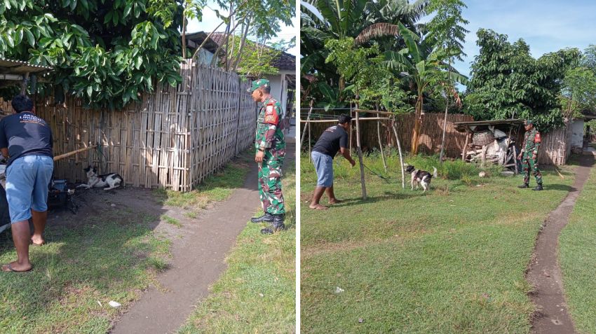 Babinsa dan Aparat Desa Pengambengan Evakuasi Anjing Rabies dari Pemukiman Warga