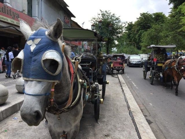 Bau Pesing di Jalan Malioboro Ternyata Berasal dari Kencing Kuda Andong, Wali Kota Yogyakarta Suruh Pakai Pampers