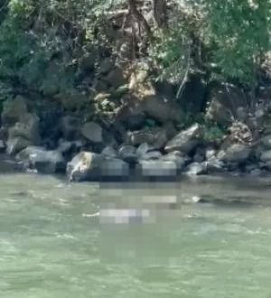 Diduga Korban Mobil Terjun, Sesosok M4y4t Ditemukan Mengapung di Sungai Lae Kombih Pakpak Bharat