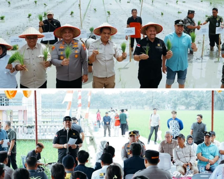 Tanam Padi Serentak, Bupati Batu Bara Imbau Petani agar Panen Padi lebih Lama