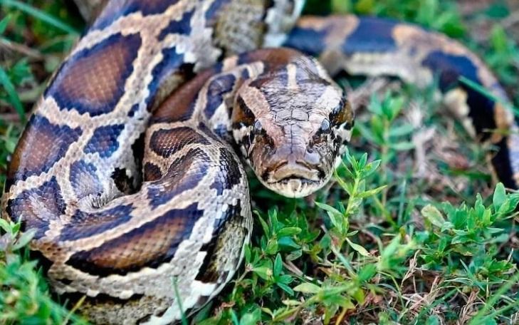 Mengenal Ular Piton, Raja Pembelit Tanpa Bisa yang Mampu Telan Mangsa 10 Kali Ukuran Tubuhnya
