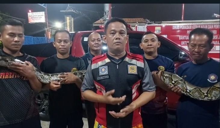 Petugas Damkar Jambi Evakuasi Ular Piton Jumbo Sepanjang 5 Meter dari Pagar Rumah Warga