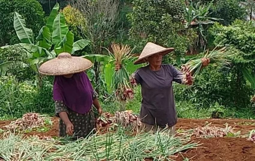 Panen Perdana Bawang Merah, Pemuda Bogor Raup Untung Rp 45 Juta Berkat Bimbingan Online
