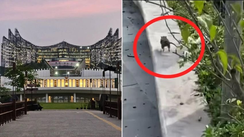 Ibu Kota Nusantara Diserbu Tikus, Pengunjung Keluhkan Sampah dan Hama di Kawasan Inti