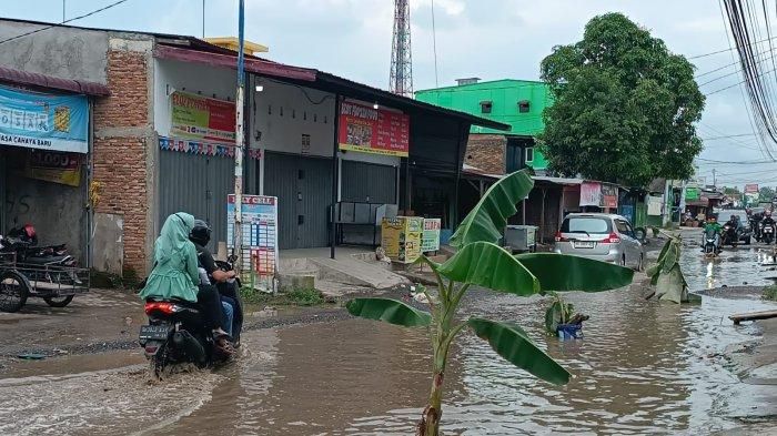 Warga Desa Sunggal Kanan Tanam Pohon Pisang di Jalan Rusak Sebagai Bentuk Protes
