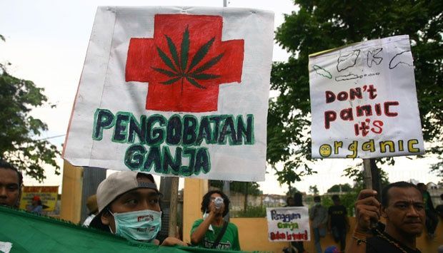 BNN dan Kemenkumham Bahas Legalisasi Ganja dan Kratom: Isu Hak Asasi Manusia Jadi Sorotan