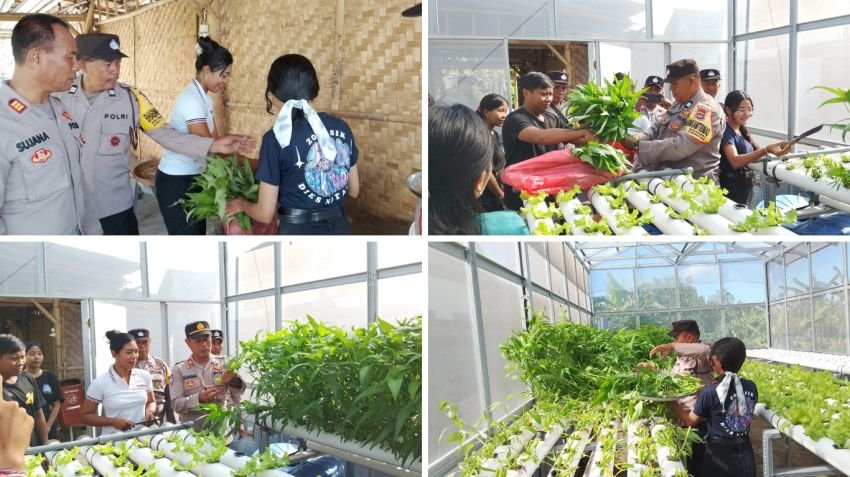 Panen Sayur Hidroponik, Bhabinkamtibmas Polsek Dentim Gandeng SMK PGRI 3 Dukung Ketahanan Pangan