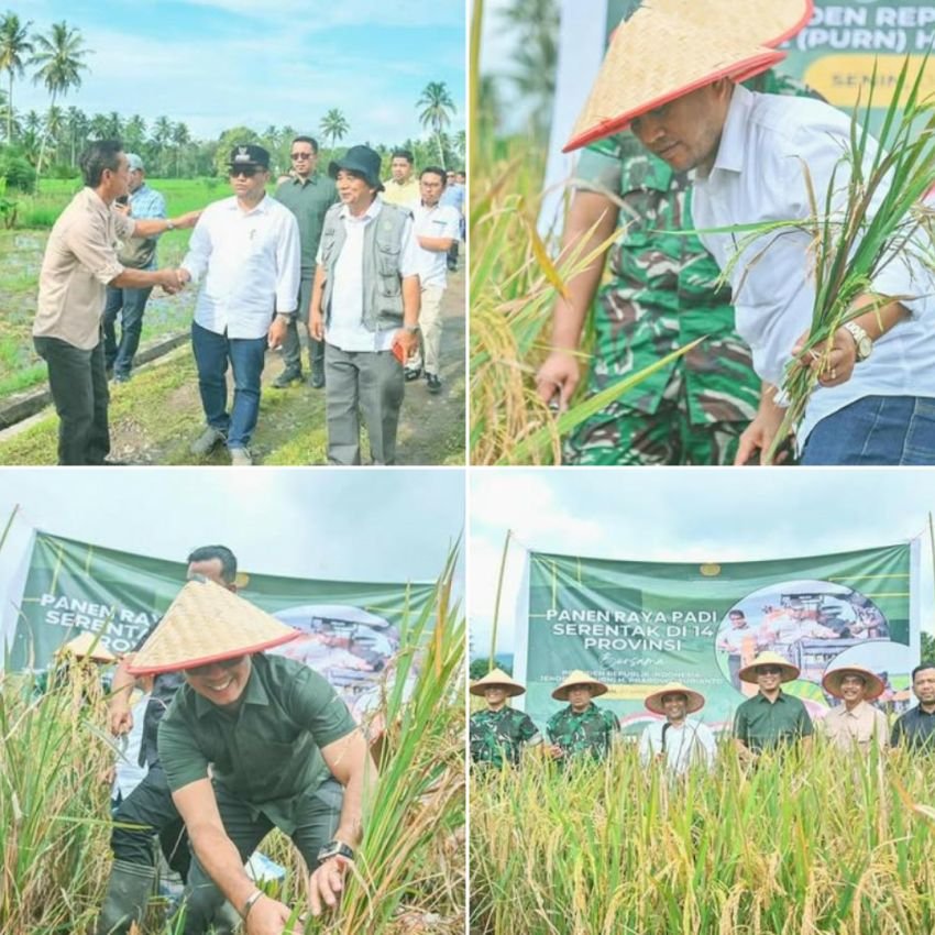 Wali Kota Padangsidimpuan Dr. H. Letnan Dalimunthe, S.K.M., M.Kes : Panen Raya Ini Merupakan Bagian Dari Program Prioritas Nasional