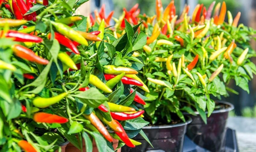 Tanaman Pendamping Cabai: 7 Jenis Tanaman yang Bisa Tingkatkan Kesuburan & Usir Hama