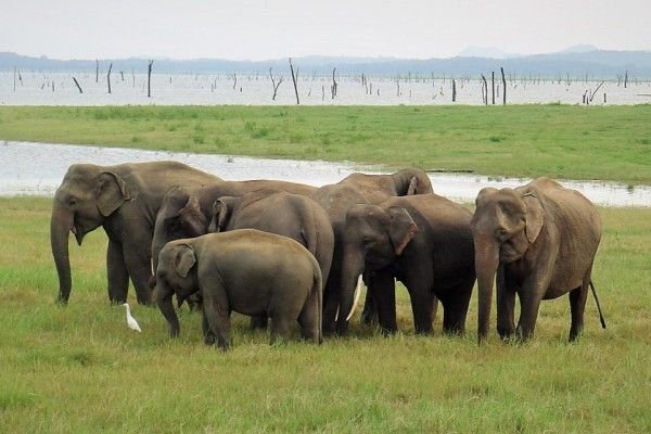 Gagal Usir Gajah Liar, Dua Petani OKI Terluka dan Dilarikan ke Rumah Sakit