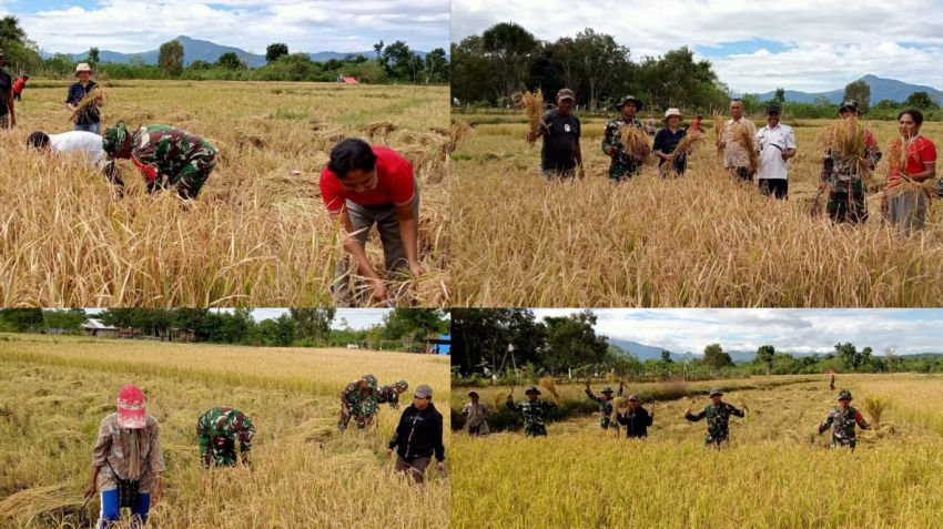 Satgas Yonif 741/GN Pos Salore Bantu Warga Perbatasan Panen Padi, Dukung Ketahanan Pangan Nasional