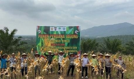 Panen Perdana Jagung PT Siringo-Ringo, Bukti Nyata Dukung Ketahanan Pangan Nasional