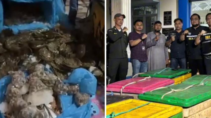 Penyelundupan Ribuan Belangkas ke Malaysia Digagalkan Bea Cukai Teluk Nibung