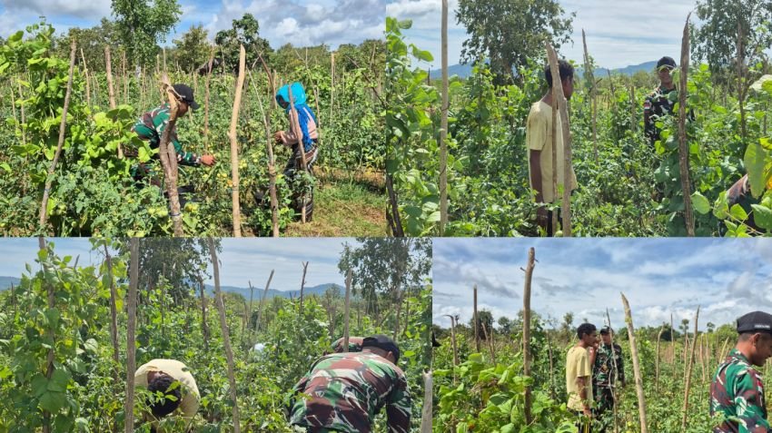 Pos Asulait Bantu Warga Panen Tomat di Perbatasan Belu, Pererat Ikatan Kebersamaan