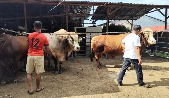 Tiga Sapi Kurban Presiden Prabowo dari Peternak Binjai, Harga Per Ekor hingga Rp90 Juta