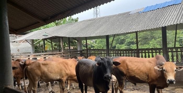 Dinas Pertanian Langkat Usulkan 4 Ekor Sapi Sebagai Hewan Kurban Presiden Prabowo