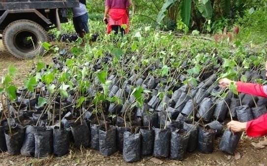 PT DPM Serahkan 10.000 Bibit Kemiri untuk Dukung Gerakan Satu Juta Pohon di Dairi