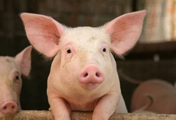 Heboh Pengunaan Minyak Babi! Berikut Ciri Makanan Yang Menggunakanya