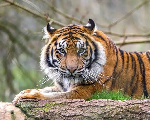 Kemunculan Harimau di Kebun Warga Padangsidimpuan, Warga Trauma dan Sebut Sebagai Pertanda