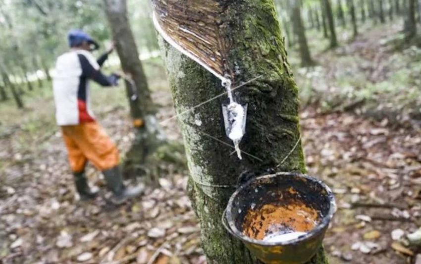 Ekspor Karet Sumut April 2025 Turun 4%, Gapkindo: Masih Jauh dari Kondisi Ideal