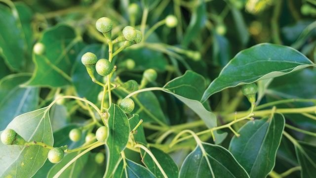 Tanaman Kamper Asli Indonesia yang Terabadikan dalam Al-Qur&rsquo;an dan Sejarah Islam Awal