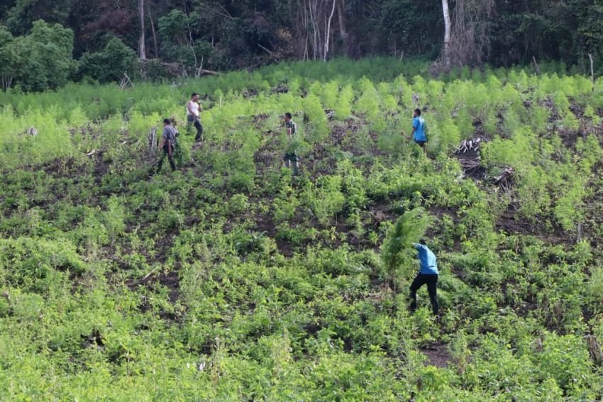TNI Kodim 0113/Gayo Lues Musnahkan 3 Hektare Ladang Ganja di Pegunungan Desa Ekan