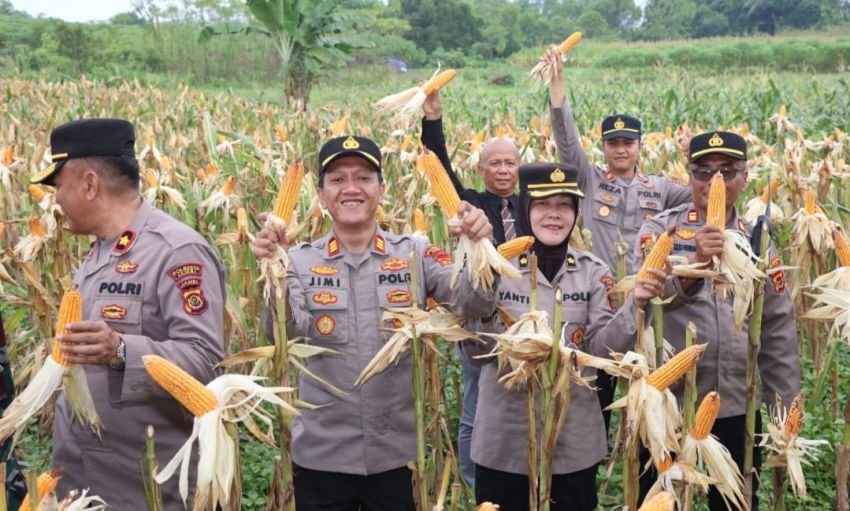 Polresta Jambi Panen Raya Jagung Sebagai Bagian dari Program Ketahanan Pangan