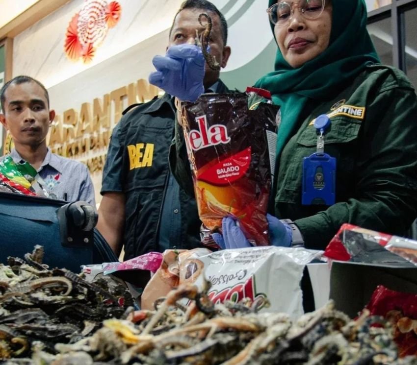 Ribuan Kuda Laut Kering Diamankan di Bandara Batam, Diselundupkan WNA Mesir Tanpa Dokumen