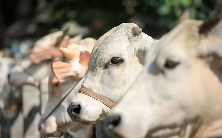 Penjualan Hewan Kurban di Medan Johor Meningkat Jelang Iduladha 2025