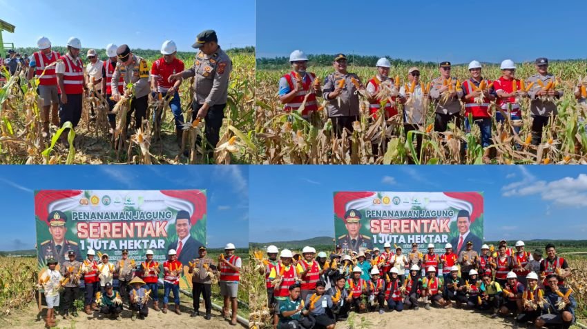 Dukung Ketahanan Pangan, Polres Muaro Jambi dan PT. Brahma Binabakti Panen Perdana Jagung Tembus 5 Ton