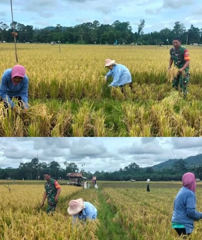 Babinsa Koramil 04/Pinangsori Dampingi Petani Panen Padi, Wujudkan Ketahanan Pangan